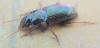 Harpalus rubripes